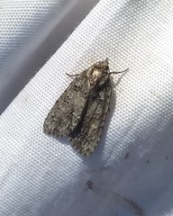 Acronicta immodica