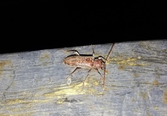 Trichoferus holosericeus