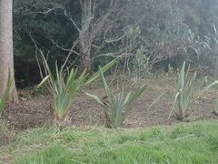 Metrosideros excelsa