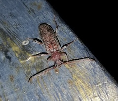 Trichoferus holosericeus