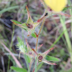 Ludwigia hirtella