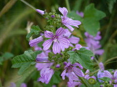 Malva sylvestris