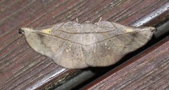 Xenomusa metallica