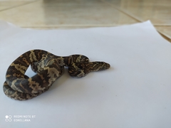 Trimorphodon quadruplex