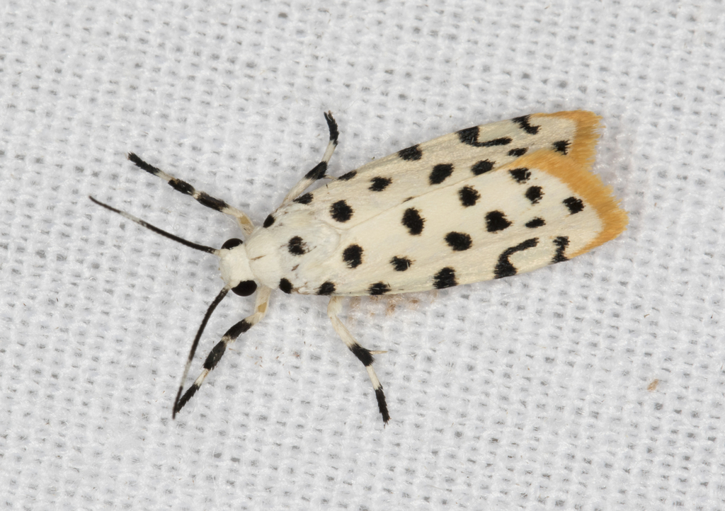 Epeiromulona