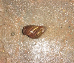 Lissachatina fulica
