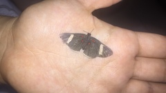 Melanis leucophlegma