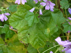 Malva sylvestris