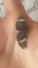 Melanis leucophlegma