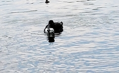 Anas platyrhynchos domesticus