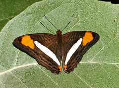 Adelpha falcipennis