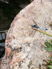 Pachydiplax longipennis