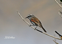 Ochthoeca leucophrys
