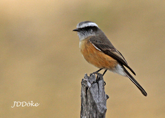 Ochthoeca oenanthoides