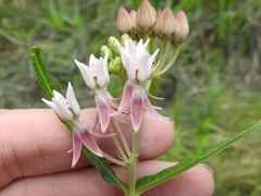 Asclepias rubra
