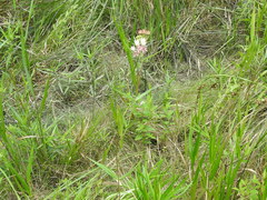 Asclepias rubra