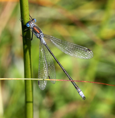 Lestes sponsa