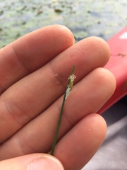 Schoenoplectus subterminalis