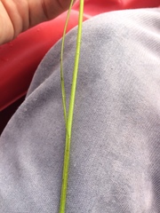 Schoenoplectus subterminalis