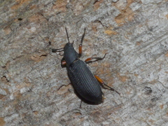 Xylopinus saperdoides