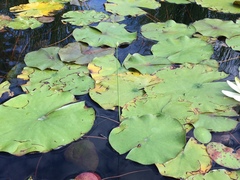 Schoenoplectus subterminalis