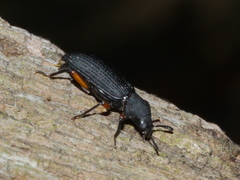 Xylopinus saperdoides
