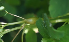 Neolasioptera impatientifolia