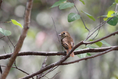 Knipolegus poecilocercus