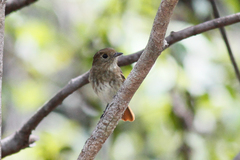 Knipolegus poecilocercus