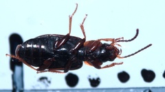 Acupalpus flavicollis