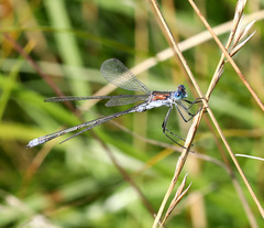 Lestes sponsa