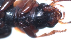 Acupalpus flavicollis