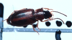 Acupalpus flavicollis