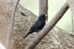 Knipolegus poecilocercus