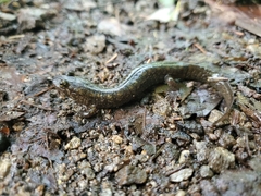 Desmognathus kanawha
