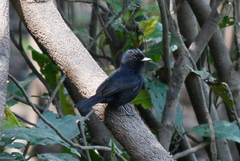 Knipolegus poecilocercus