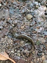 Desmognathus kanawha