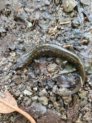 Desmognathus kanawha