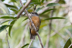 Heterocercus flavivertex