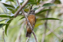 Heterocercus flavivertex