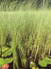 Carex lasiocarpa