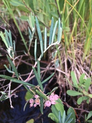 Andromeda polifolia glaucophylla