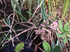 Andromeda polifolia glaucophylla