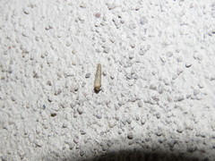 Prodeniini