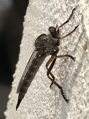 Neomochtherus willistoni