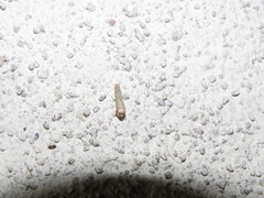Prodeniini