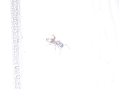 Camponotus modoc
