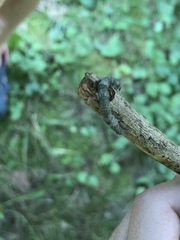 Parallelia bistriaris