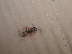 Camponotus modoc
