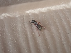 Camponotus modoc